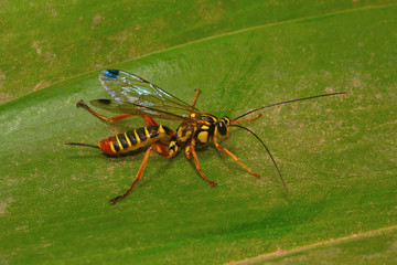 Wasp , Aarey Milk Colony , INDIA