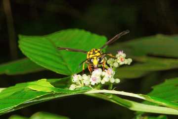 Wasp , Aarey Milk Colony
