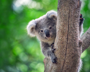 Koala Bear in zoo. - obrazy, fototapety, plakaty