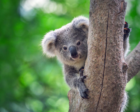 Koala Bear in zoo.