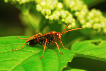Wasp , Aarey Milk Colony