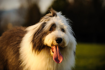 Old English Sheepdog outdoor portrait in park