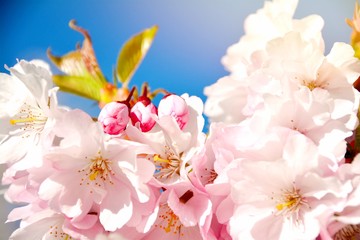 Grußkarte - Japanische Kirschblüte