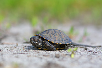 European pond turtle (Emys orbicularis)
