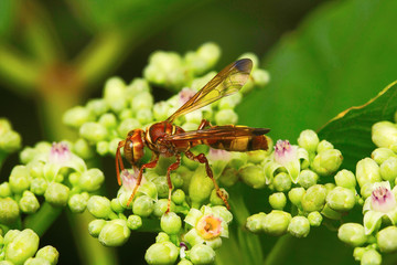Wasp, Aarey Milk Colony