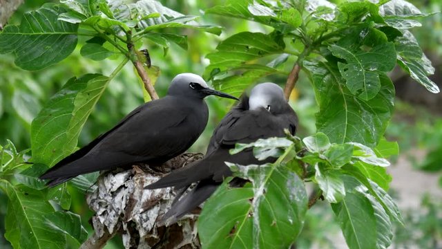 noddy tern and sleeping mate on a nest at heron island on the great barrier reef of australia