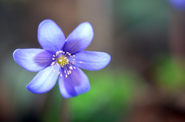 Fototapeta premium flower