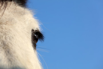 Pferd Mähne und Augen