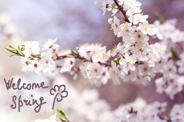 Branch of cherry blossom with beautiful white flowers. Hello Spring. Hand drawn lettering. Selective focus