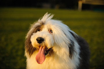 Old English Sheepdog outdoor portrait in grass