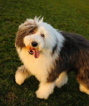 Old English Sheepdog outdoor portrait on grass looking up at camera
