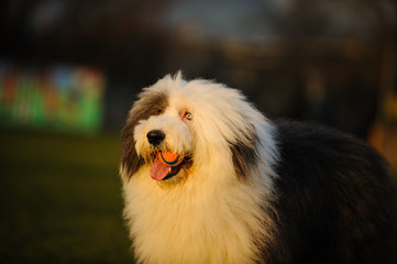 Old English Sheepdog outdoor portrait portrait with orange ball