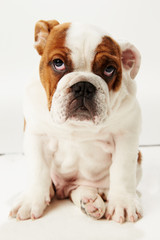 Fototapeta premium Studio Shot Of British Bulldog Puppy Sitting On White Background