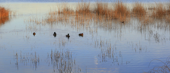 See mit Schilf und Enten im Herbst, Panorama, Bayern, Deutschland, Europa
