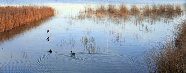 See mit Schilf und Enten im Herbst, Panorama, Bayern, Deutschland, Europa