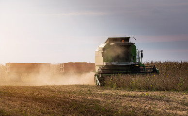 Obraz premium Harvesting of soybean field with combine