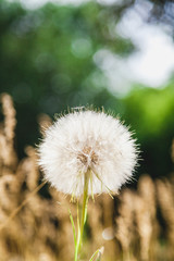 Large field dandelion on blurred background