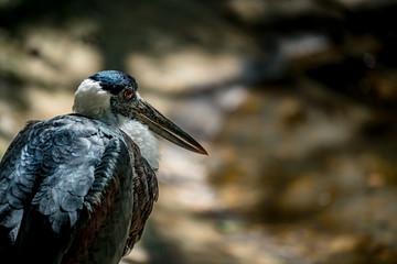 Naklejka premium white-necked Stork