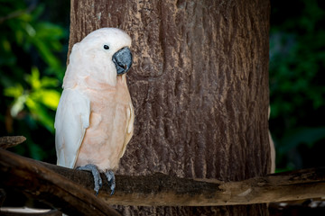 White cockatoo
