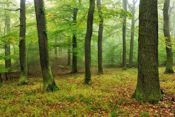 Fototapeta na wymiar Naturnaher Eichenwald mit leichtem Nebel
