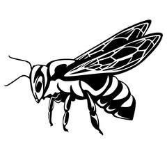 Honey bee isolated on white