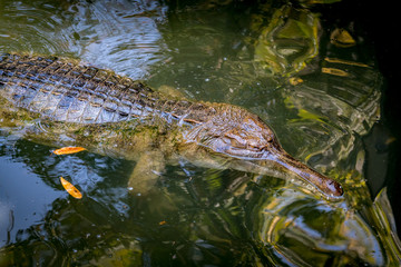 Gavial