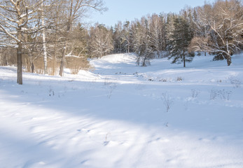 Glade with forest illuminated by the winter sun