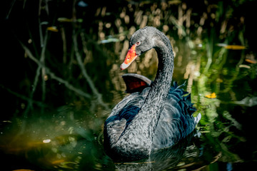 Obraz premium Black swan
