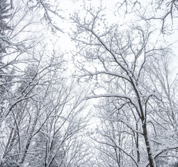 Fototapeta na wymiar Trees in the park after snowfall