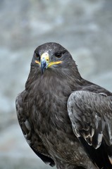 Raubadler
