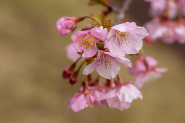サクラ咲く春8