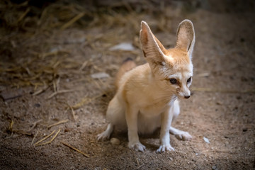 Fennec Fox