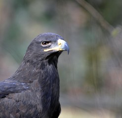 Der Raubadler