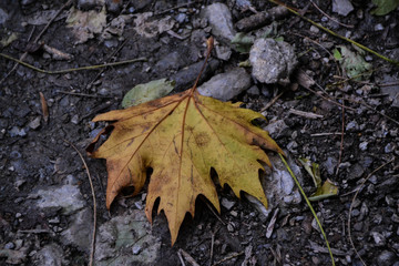 yellow leaf