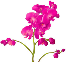 Fototapeta na wymiar Розовая орхидея на белом фоне