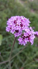 Closeup of pink flower bouquet with blooming flower dew On green grass background