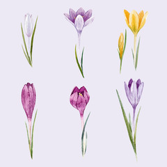 Watercolor floral crocus vector set