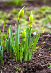 Açılmamış çiçek, yeşillik,