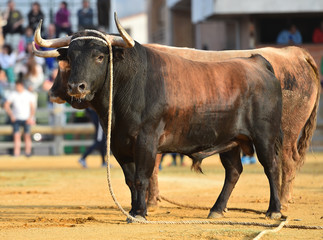 bull in spain