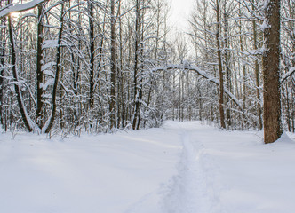 Winter forest after a heavy snowfall