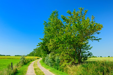 Fototapeta na wymiar Rural Landscape in Spring, Agricultural Road through green Fields