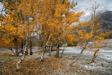 Autumn Landscape With A Group Of Birches With Bright Yellow Foliage And Freshly Fallen Snow.Mountain Autumn Landscape With First Snow. Birch foliage on the first snow. Altai, Russian Birch Landscape - 193266864