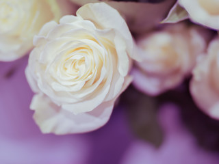 white roses on lilac background, symbol of tenderness and purity