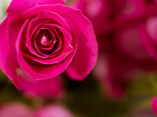 pink roses close up, symbol of passion and love
