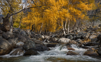 Autumn Landscape With Several Yellow Birches And Cold Creek. Autumn Mountain Landscape With River And Birch. Birch On The Bank Of A Stream Flowing Among The Stones. Birch And River. Altai,Russia. - 193267051