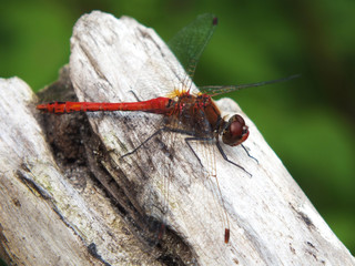 Dragonfly on a tree stump
