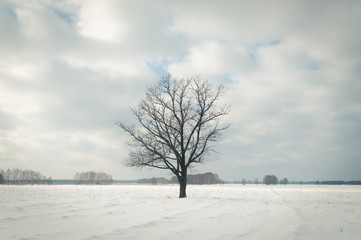 Lonely tree in winter,