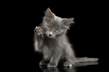 Cute Gray Kitten, Sitting and raising paw like washing, on Isolated Black Background