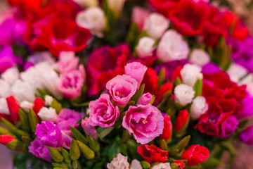 Buds of beautiful colorful flowers.