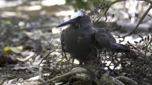 a white capped noddy on the ground tangled in pisonia seed burrs at heron island on the great barrier reef of queensland, australia